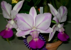 C. walkeriana fma. flamea 'Tokutsu-S' (Select mericlone from 'Tokutsu')