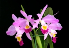 C. eldorado 'M. Ito' BM/JOS
