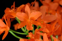 Rth. Young-Min Orange 'Golden Satisfaction'