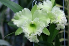 Rlc. Golf Green 'Hair Pig'