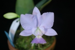 C. walkeriana var. coerulea 'Terra Azul'