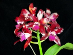 Ctt. Sagarik Wax 'Dark Africa'