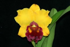 Rlc. (Blc.) Hsinying Joy 'July'
