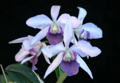 C. Tahoe Rose fma. coerulea 'G.C.'