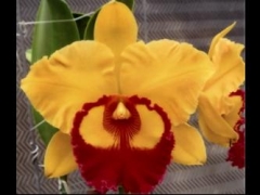 Rlc. Village Chief Headache 'Golden Pin'