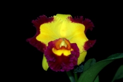 Rlc. Village Chief Rose 'Gangshan King'