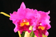 Rlc. Hsinying Emperor 'Hsinying'