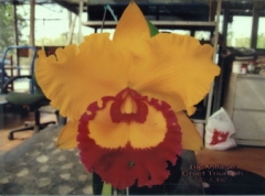Rlc. Village Chief Triump 'Golden Taipin'