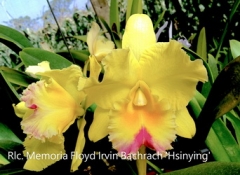 Rlc. Memoria Floyd Irvin Bachrach 'Hsinying'