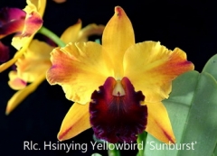 Rlc. Hsinying Yellowbird 'Sunburst'