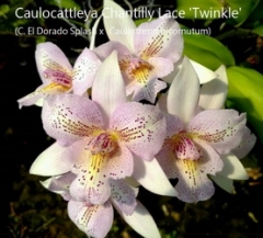 Caulocattleya Chantilly Lace 'Twinkle'