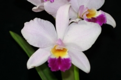 Rth. Hsinying Starlight 'Pink Lady'