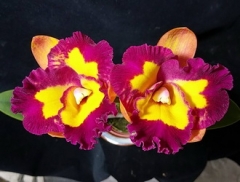 Rth. Jhong Sin Panda 'Kinmen'