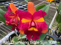 Rlc. Chunfong Little Sun 'KW'