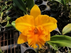 Rlc. Songher Gold 'Pington'