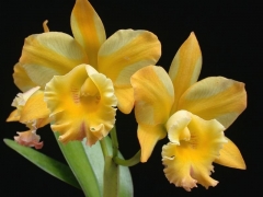 Rth. Nell Hammer 'CB414'