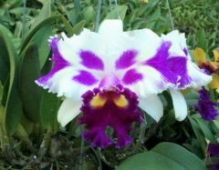 Rlc. Vigour Kugina '4 Point'
