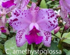 C. amethystoglossa 'MH' x self
