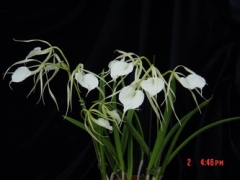 B. nodosa 'Panama Soire' AM/CCM/AOS