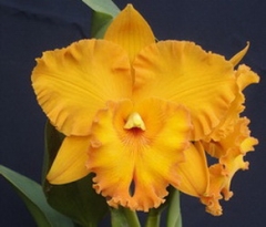Rlc. Spanish Eyes 'Tian Mu'