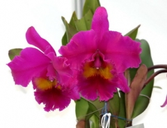 Blc. King of Taiwan 'Ta-Hsin'