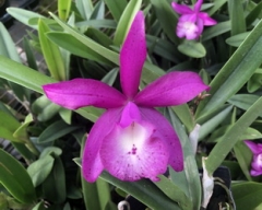 Bct. (Bsn. Maikai x C. Pink Jaguar) 'DH #8'