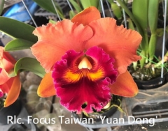 Rlc. Focus Taiwan 'Yuan Dong'