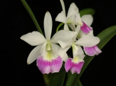 Bc.(Blc.) Hawaii Stars 'Hsinying'