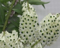 Den. smillieae var. album