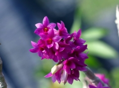 Den. goldschmidtianum (miyakei) x sib ('T3' x 'Hsinying')
