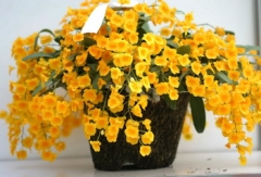 Den. lindleyi (=aggregatum)