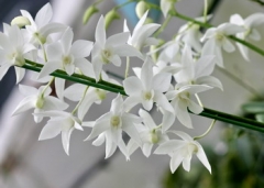Den. White Grace 'Sato' BM/JOGA