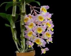 Den. amabile (bronkatii) 'Hsinying Queen'  x  sib