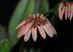 Bulb. roxburghii