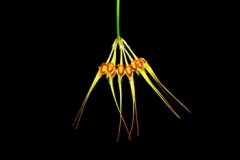 Bulb. setaceum
