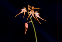 Bulb. taiwanense