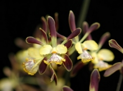 Encyclia (E.) alata  x  sib