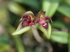 Bulb.(Cirr.) pingtungensis