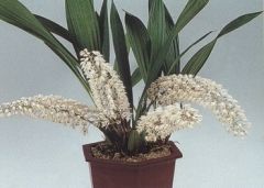 Coelogyne multifolia (2~3 Bulbs)