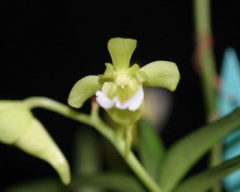 V. (Christensonia) vietnamica