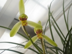 Cym. goeringii (春蘭)