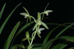 Cym. ensifolium