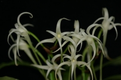 Cyrtorchis chailluana