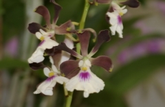 Encyclia cordigera  x  sib ('Hinomaru'  x  'tipo')