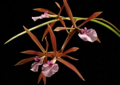 Encyclia (E.) bractescens