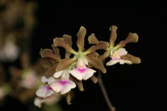 Encyclia (E.) randii  x  sib