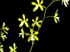 E. tampensis var. alba