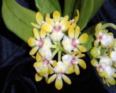 Gastrochilus japonicus