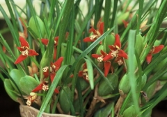 Maxillaria tenuifolia