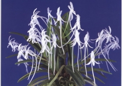V. (Neof.) falcata (White)
